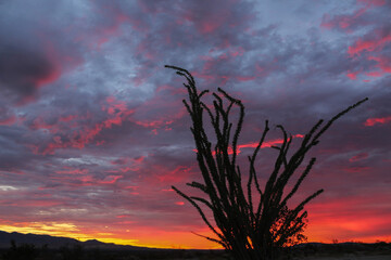 Ocotillo silhouetted against a blazing sunrise in Anza-Borrego State Park