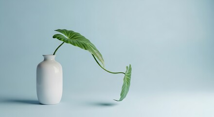 Philodendron leaf in a white vase against a soft blue background