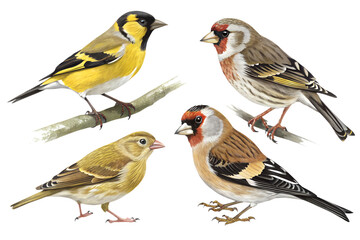 Various Carduelis Finches PNG – Cartoon and Realistic Goldfinch and Siskin Bird Illustrations on Transparent Background