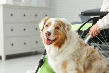 Service dog near woman in wheelchair at home, closeup