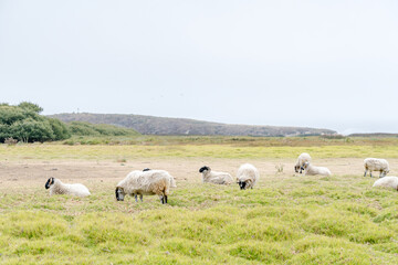 Obraz premium Sheep in grassy countryside 
