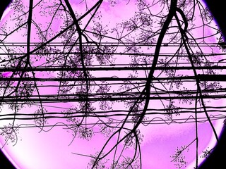 実をつけた木と電線が形成する直線と曲線でできたシルエット