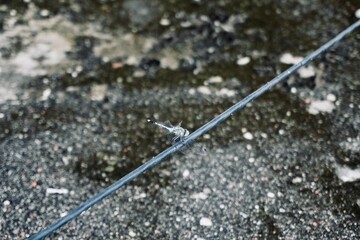 Close up of a dragonfly resting on a cable with delicate transparent wings