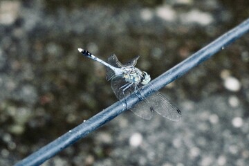 Dragonfly perched on outdoor wire against textured concrete background