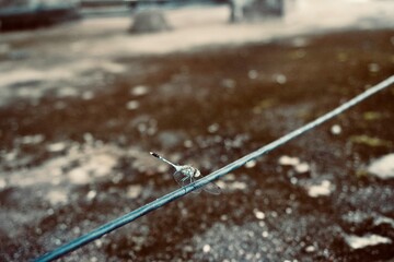 Small dragonfly on cable with blurred earthy backdrop