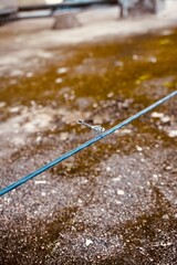 Dragonfly captured on wire with shallow depth of field and earthy tones
