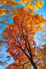 Fall season nature. Fall leaves of colorful tree. Autumn tree top. Nature in fall season. Autumnal sunny day. Seasonal leaves on tree. Natural autumn leaves. Autumn beauty of nature