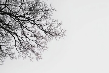 Fototapeta premium Bare tree branches against a light gray sky