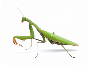 Green Praying Mantis A Close-Up View of This Amazing Insect