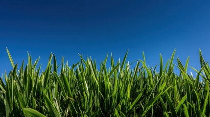 Fototapeta premium Lush Green Grass Field against a Clear Blue Sky on a Bright Sunny Day in Nature's Tranquil Environment