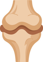 A medical illustration of the human knee joint, showing bones, cartilage, and joint structure in a detailed frontal view