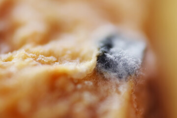 Macro shot of fungal spores growth on tofu pok surface
