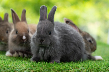 Cuddly furry rabbit bunny clean body sitting together with family on green grass natural background. Baby fluffy rabbit black, brown bunny family playful on field. Easter newborn bunny family concept.