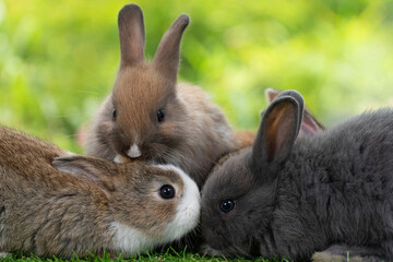 Cuddly furry rabbit bunny clean body sitting together with family on green grass natural background. Baby fluffy rabbit black, brown bunny family playful on field. Easter newborn bunny family concept.