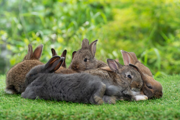 Family lovely rabbtis hare bunny playful together in spring time. Group of cuddly furry rabbits bunny sitting, lying down together on green grass over natural background. Easter bunny family concept.