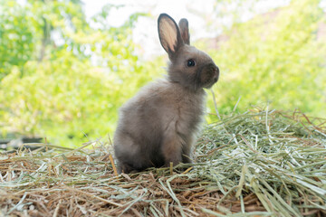 Little baby rabbit bunny playful on dry straw over bokeh spring green background. Healthy cuddle fluffy hair brown rabbit bunny sitting on natural with sunlight summer time. Easter pet animal concept