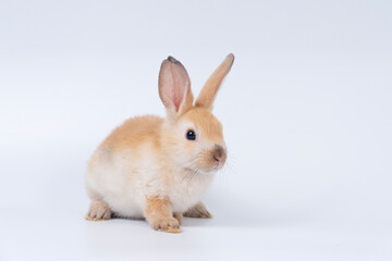 Adorable baby rabbit bunnies brown looking at something sitting playful over isolated white background. Puppy lovely furry brown bunny ears rabbit playful with copy space. Easter bunny animal concept.