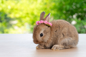Adorable baby rabbit bunny with pink paper roses on head sitting cleaning legs paw on wood green bokeh background. Newborn rabbit bunny with blossom flower on hair playful on wooden. Easter animal pet