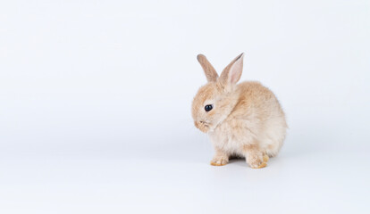 Adorable baby rabbit bunnies brown looking at something sitting over isolated white background. Puppy lovely furry infant brown bunny ears rabbit playful with copy space. Easter bunny animal concept.