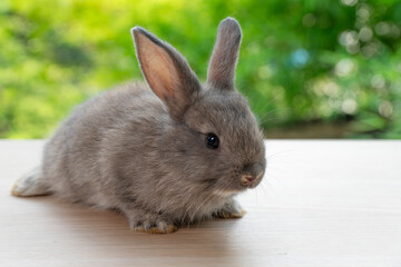 Lovely baby rabbit furry bunny looking something sitting alone on wooden over blurred green nature background. Adorable little bunny ears rabbit sitting on green spring time. Easter animal concept.