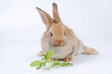 Healthy little rabbit bunny eating fresh holy basil leaves sitting over isolated white background. Lovely brown rabbit baby bunny eating organic leaf vegetables with copy space. Animal symbol easter.