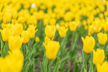 Yellow flowers background outdoor Spring season flowers Selective focus