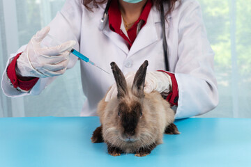 Veterinary woman wear uniform and gloves with stethoscope using syringe immunization for sick brown rabbit bunny on table in clinic. Veterinarian check up health care rabbit bunny animal pet concept.