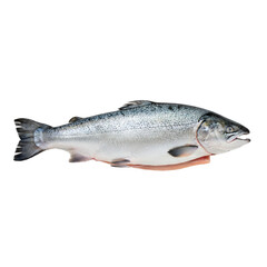 Naklejka premium Freshly caught Atlantic Salmon, whole, ready for preparation and culinary use.