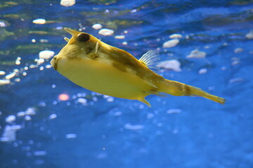 cowfish in aquarium