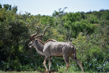 AFRICA- Close Up of a Wild Bull Kudu Antelope Running Through Blue Wildflowers