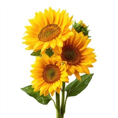 Fototapeta premium Three vibrant sunflowers, bright yellow petals, dark centers, fresh green leaves, on a white background