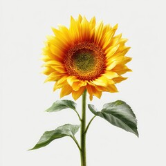 Obraz premium Single sunflower, vibrant yellow petals, green leaves, isolated
