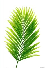 Vibrant green palm frond against white background