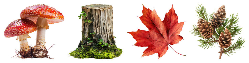 Fototapeta premium PNG Nature elements autumn forest, element set on transparent background