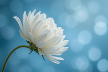 White Peony Flower on Curved Stem with Blue Bokeh Background