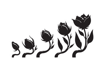 Vector illustration. A set of flower silhouettes of all ages. Growth scale.