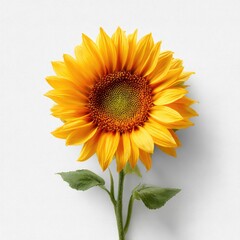 Fototapeta premium Single sunflower, vibrant yellow petals, dark center, green leaves, studio shot, white background