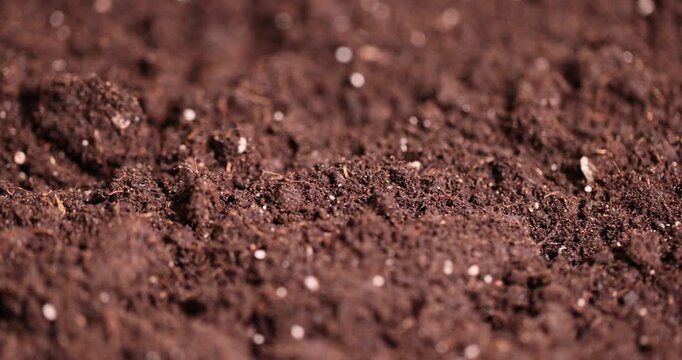 fertile soil mixed with white pieces of perlite to improve the quality of soil looseness and ensure drainage