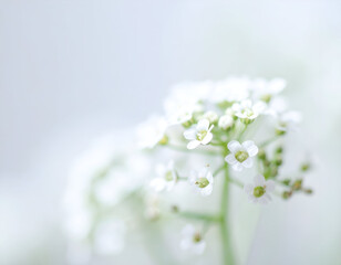 Delicate white flowers softly blurred, conveying purity, peace, and serenity. Perfect for tranquil botanical designs or elegant backgrounds.