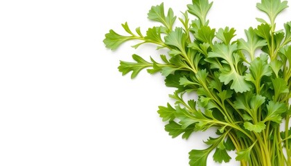 Obraz premium Vibrant green arugula leaves isolated on pure white background, vibrant, white background