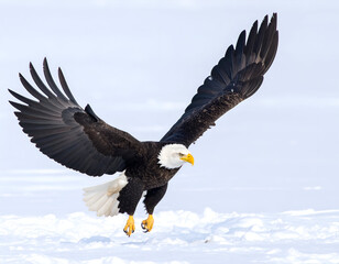 Obraz premium Majestic bald eagle in powerful flight, wings spread, gracefully soaring above a pristine snowy winter landscape.