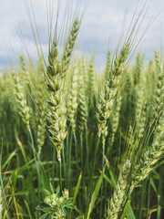 A detailed view of green wheat stalks growing in a field, with heads of grain standing tall under a cloudy sky.