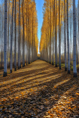 Golden Tranquility: A Sunlt Symphony of Aspen Grovesin Autumn