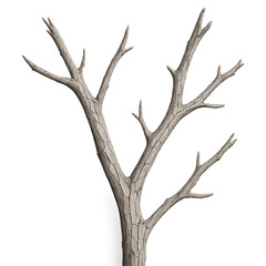 Dry weathered tree branches with cracked textured bark isolated on pure white background high detail cutout for botanical studies design elements and conservation themes