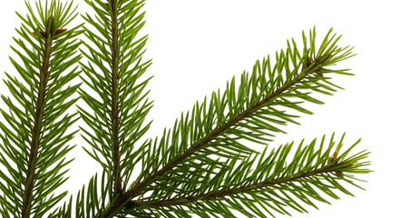 Fresh green fir branch isolated on transparent background, perfect for adding a natural touch to your holiday or winterthemed designs