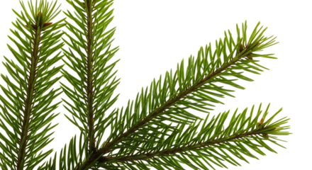 Fresh green fir branch isolated on transparent background, perfect for adding a natural touch to your holiday or winterthemed designs