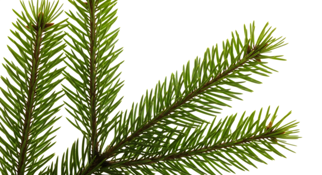 Fresh green fir branch isolated on transparent background, perfect for adding a natural touch to your holiday or winterthemed designs
