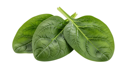 Three Fresh Spinach Leaves on Transparent Backdrop A Trio of Vibrant Green Vegetables Ideal for Healthy Eating Salads and Culinary Creations Isolated for Design