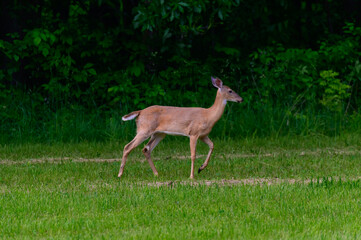 Whitetail Deer near Natural Bridge State Park, at Freedom, Wisconsin.