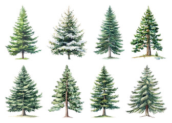 Obraz premium Diverse watercolor evergreen trees